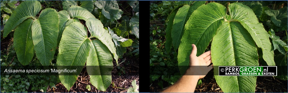 Arisaema speciosum Magnificum